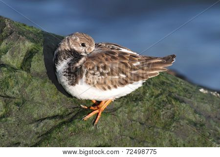 Ruddy Turnstone (arenaria Interpres)