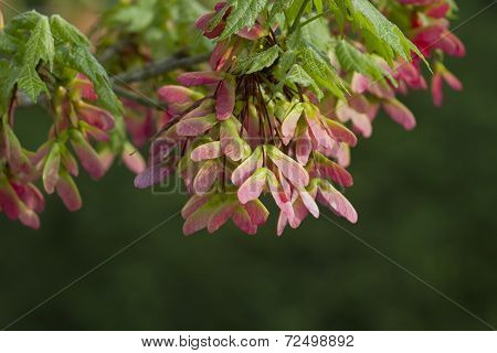 Pink Winged Maple Seeds - Acer circinatum