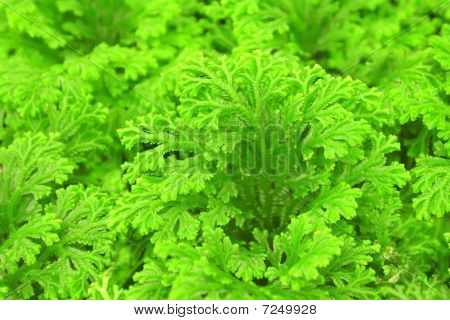 Lajia Selaginella