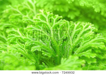 Lajia Selaginella