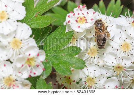 Bee gathers honey at cherry blossoms