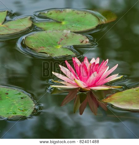 Lotus