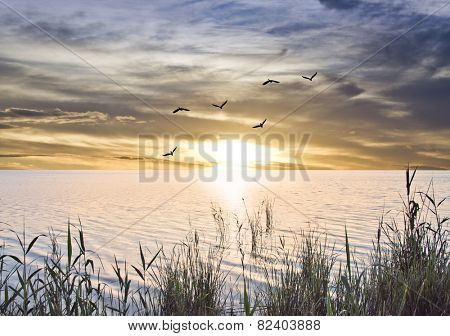 sunrise at sea from the shore of plants