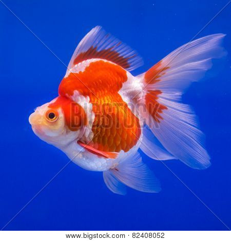 Goldfish in an aquarium with blue background.