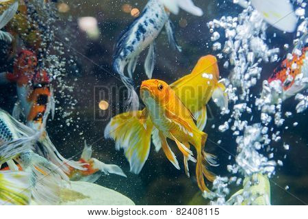 Fancy Carp Fish