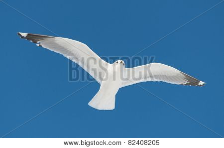 big white bird fly on sky