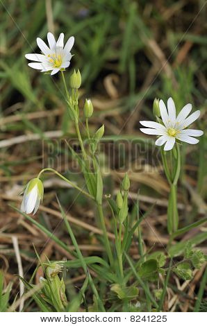 Større Fladstjerne - Stellaria holostea