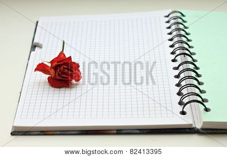 dry flower on notebook
