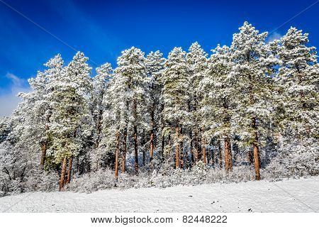 Snow Covered Pine