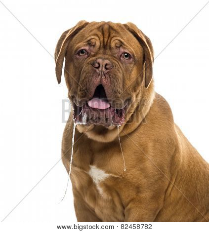 Close-up of a Dogue de bordeaux drooling (6 months old)