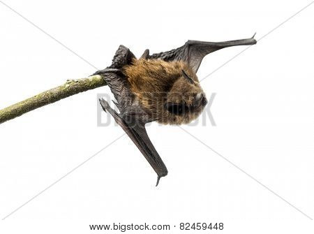 Old common bent-wing bat perched on a branch