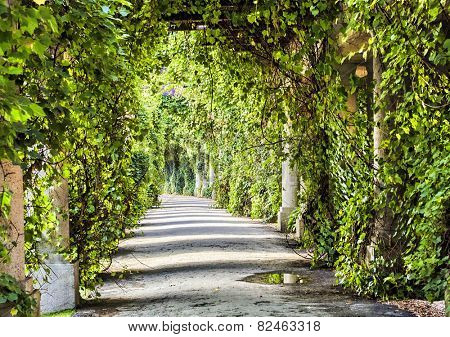Green archway in the park at summer
