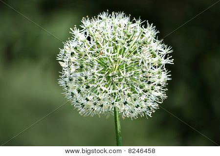 Whispery blomst