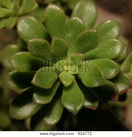 Een plant 2
