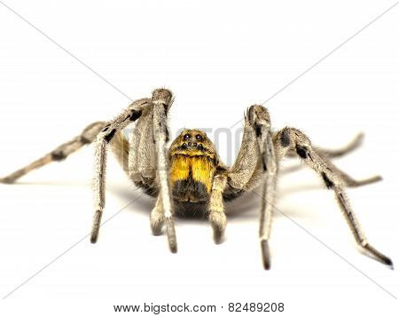 Big Spider