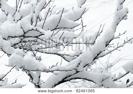 White snow on the tree branch in snowy winter