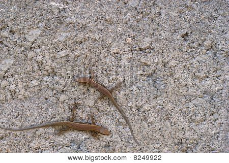 Lizzards