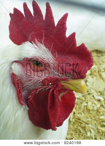 Red Rooster