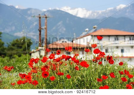 Red poppy flowers at the foot of Olympus Mountain, Leptokaria, Greece