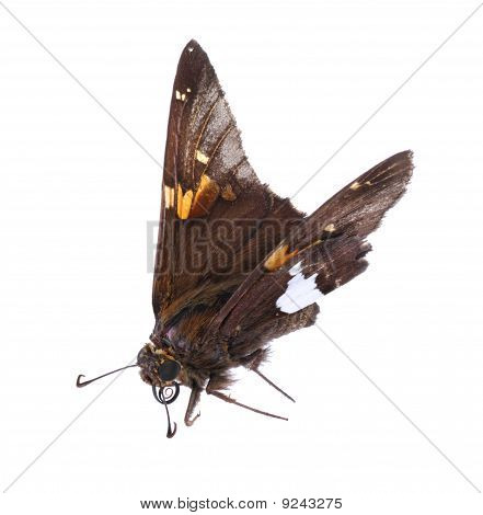 Srebra nanosi się kapitan, Epargyreus Clarus