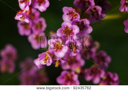 spring flower bergenia. outdoor shot