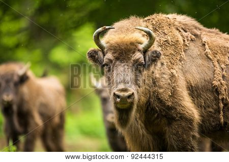 European bison (Bison bonasus)