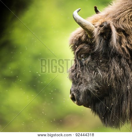 European bison (Bison bonasus)