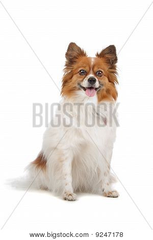 Papillon (PhalÃ¨ne, Butterfly, Eichhörnchen) Hund