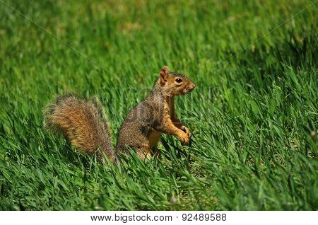 Fox Squirrel