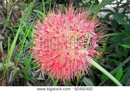 Pollen Of Hippeastrum Johnsonii Or Lilly Flower On Leaves Background