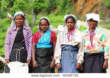 Haputale, Sri Lanka, tea picking
