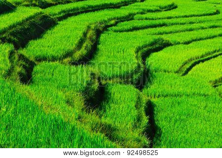 Terrace rice fields