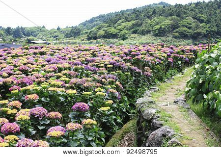 Hydrangea,Laurustinus