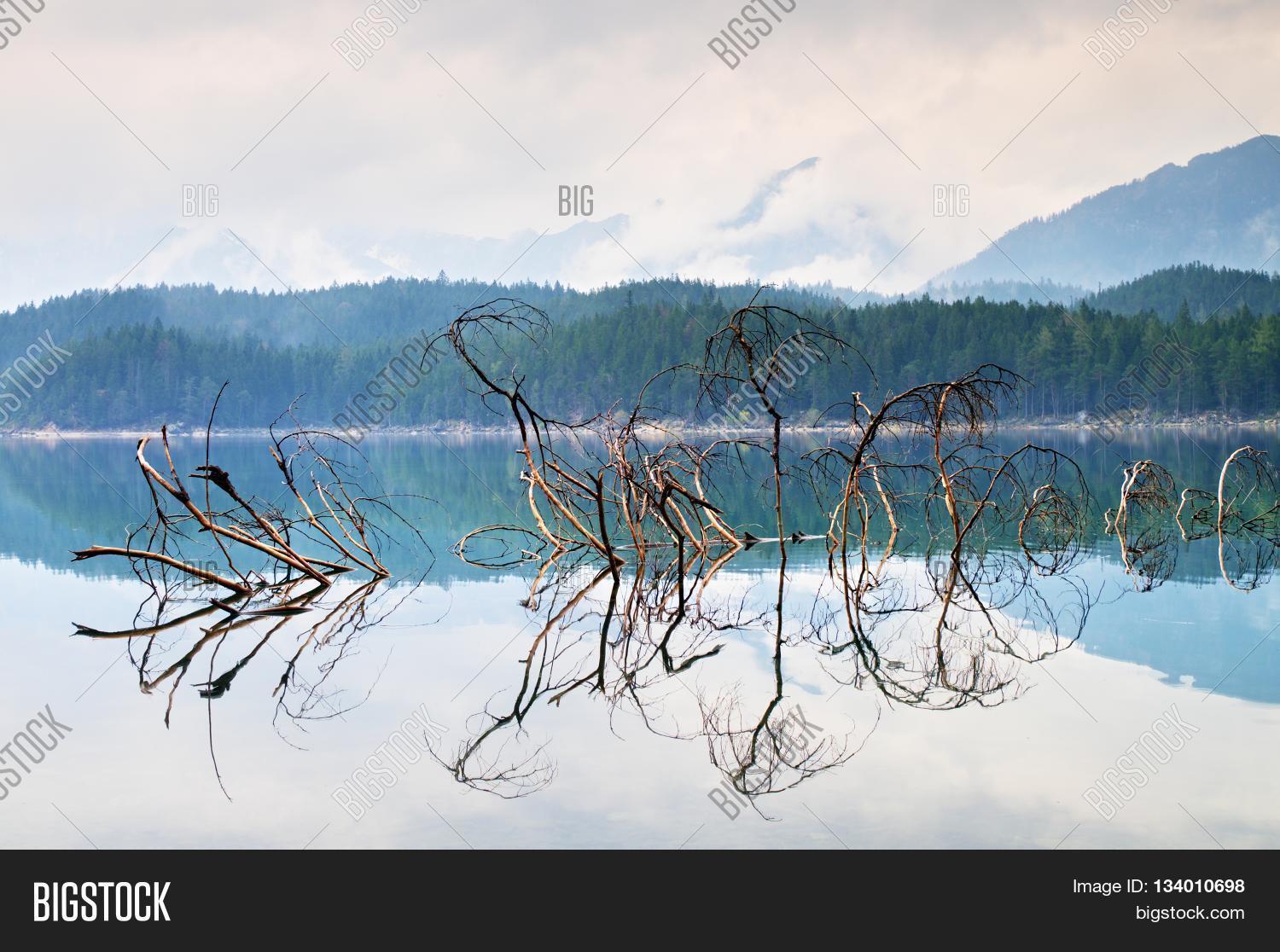 Branch Fallen Tree Image & Photo (Free Trial) Bigstock