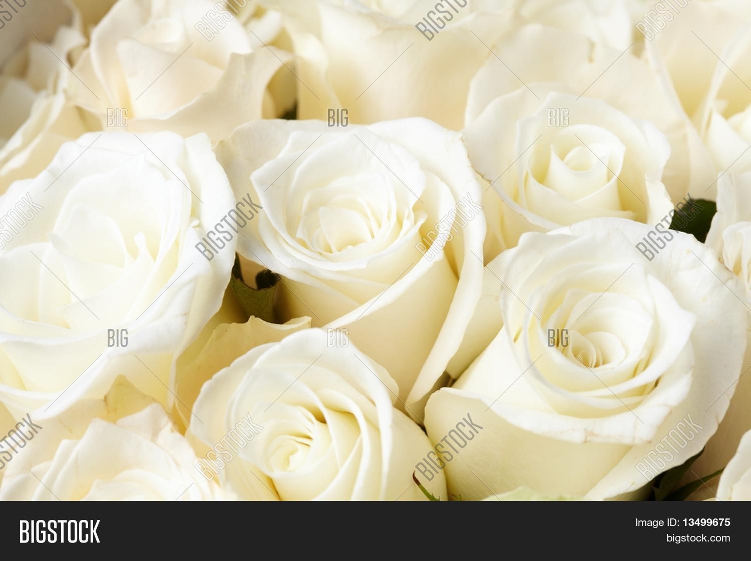 Cream Roses Image & Photo (Free Trial) Bigstock