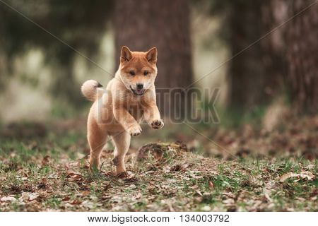 Beautiful Young Red Shiba Inu Puppy Dog Outdoor