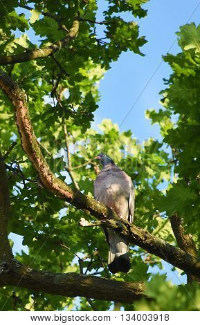 Dove on leaf green tree in sunny day