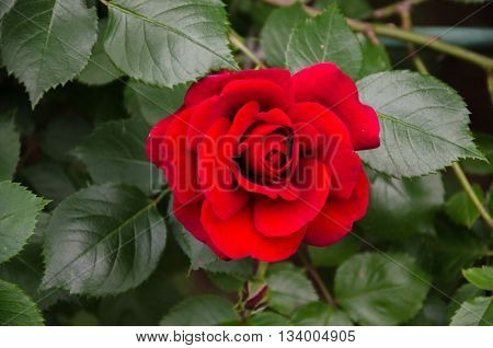 winding garden rose with red velvet flower and green leaves