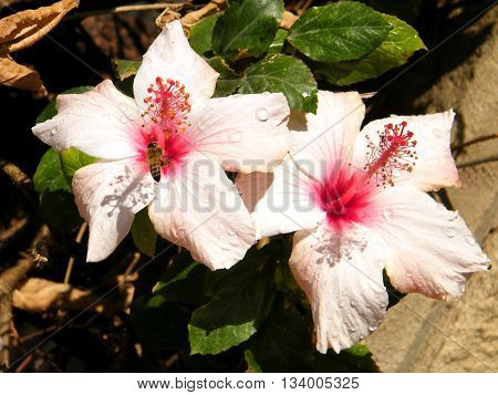 Bee on a Hibiscus flower after the rain in Or Yehuda Israel