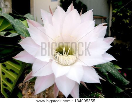 Pink Hylocereus undatus Cactus Flower isolated in Or Yehuda Israel