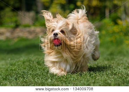 Playful orange havanese dog is running with a pink ball in his mouth in a spring garden
