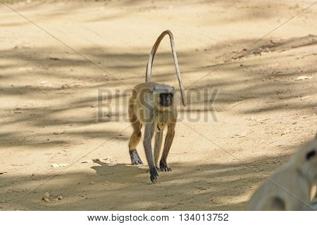 Northern Indian Langur walking down a path in Kanha National Park in India