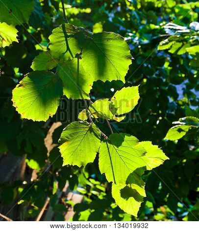 Beautiful Leaves Of A Hazlenut Tree In Detail