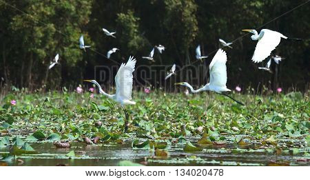 White stork flying birds with long wings over fields lotus crowded. This long tradition  birds after day foraging nest fly altogether, wild natural landscape appears only river in countryside Vietnam
