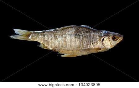 Dried river fish on a black background