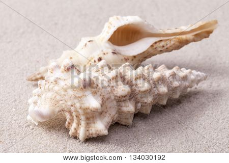 sea shells of auger snail lying on the sand close up.
