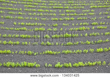 field with irrigation system on volcanic lapilli ground