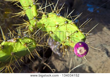 detail of large green  outdoor cactus in Lanzarote