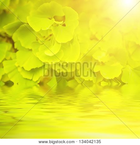 Green and yellow fall leaves of Gingko Biloba - healing plant, nature sunny background with water reflection