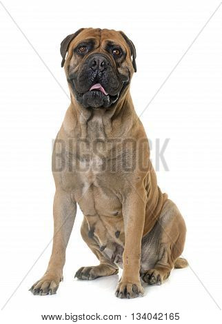 bull mastiff in front of white background